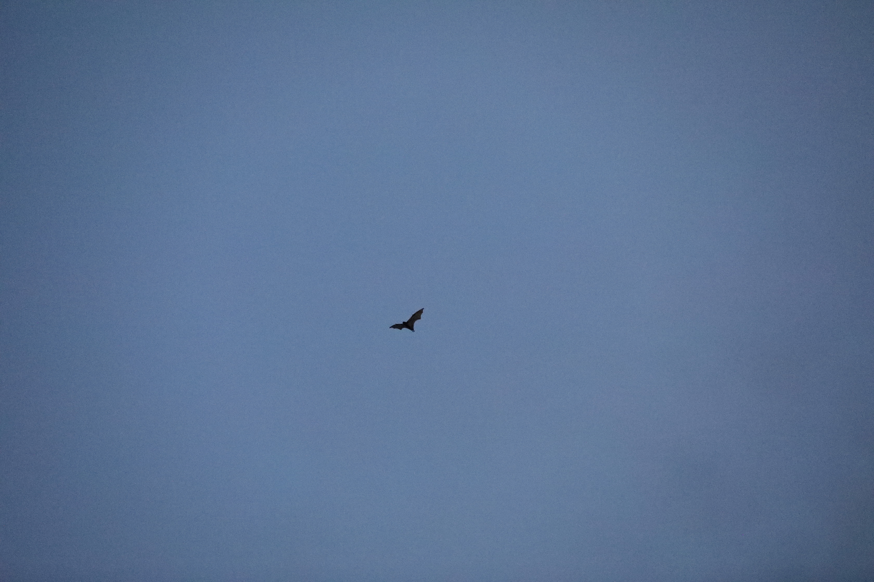 Flying-foxes / Fruit Bats